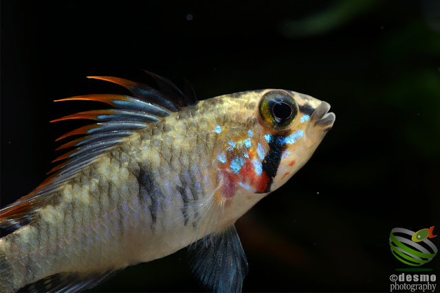 Apistogramma sp. Alto Vaupes I / sp. D39