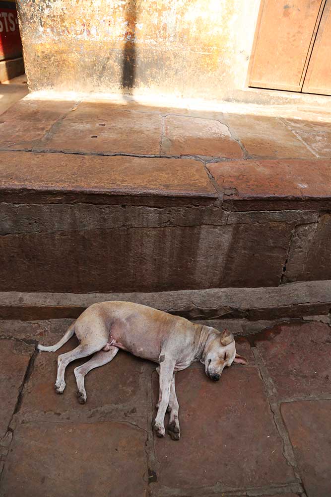 Exploring Varanasi with it's dogs...and why Indian dogs are dying out...