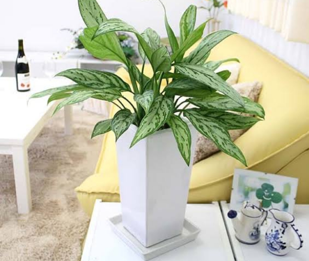 Aneka Macam Tanaman Hias untuk Vertical Garden | Tukang Taman