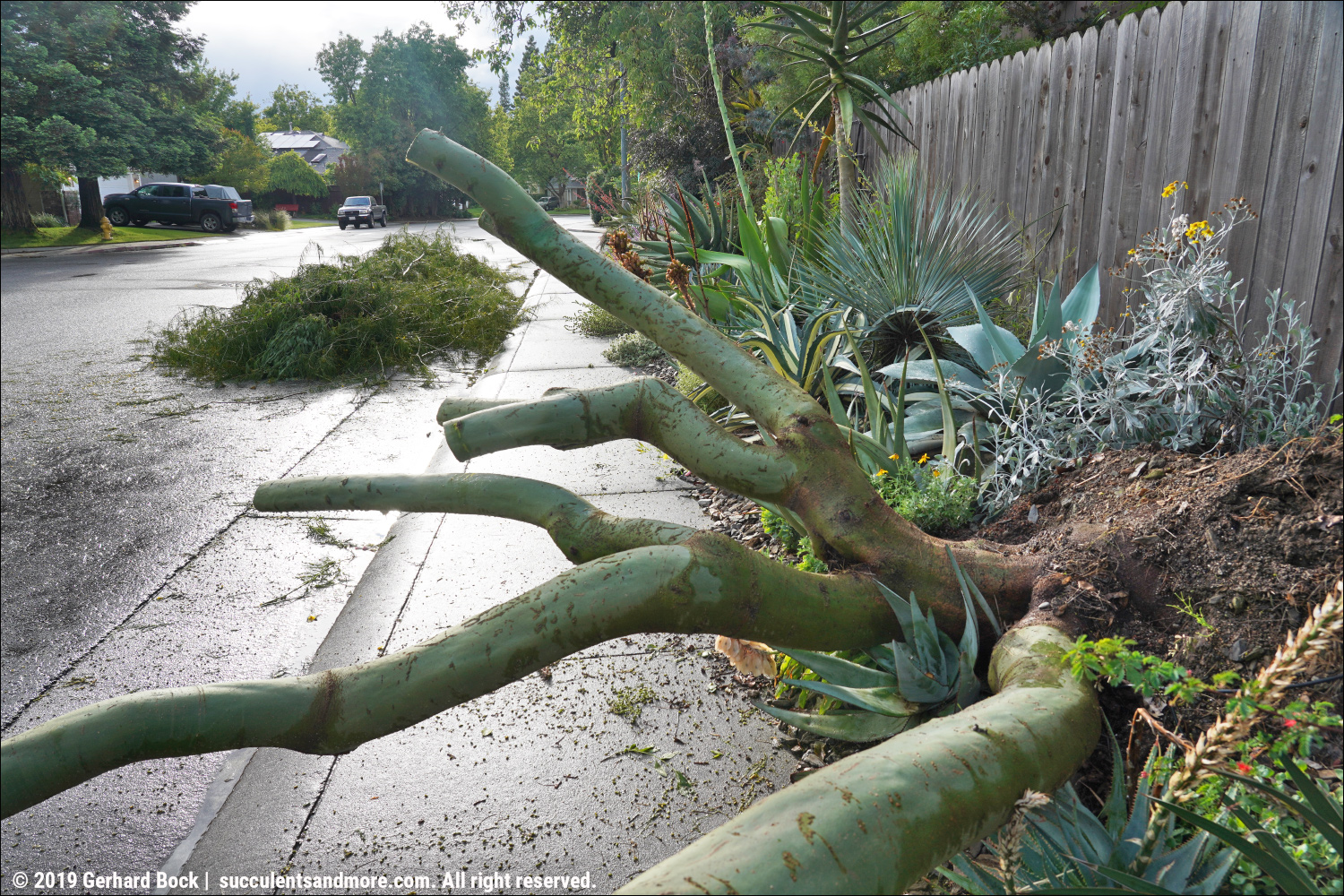 Palo verde removal and replanting no lollygagging here!
