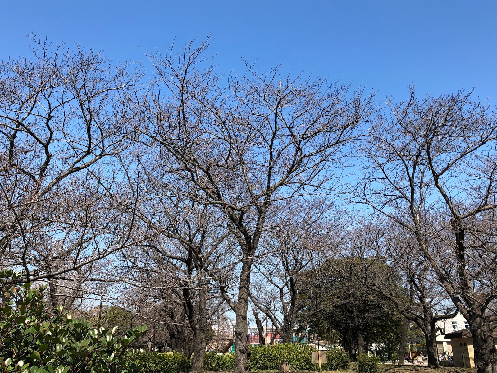 Hisayo S Inn 今日の風景