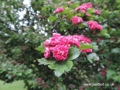 Pink Hawthorn Blossom Pink Hawthorn Blossom