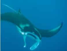 Wisata Alam di Pulau Komodo. Awas!! Disini Ada Naga Pulau ini memang memiliki relief yang unik Wisata Alam di Pulau Komodo. Awas!! Disini Ada Naga