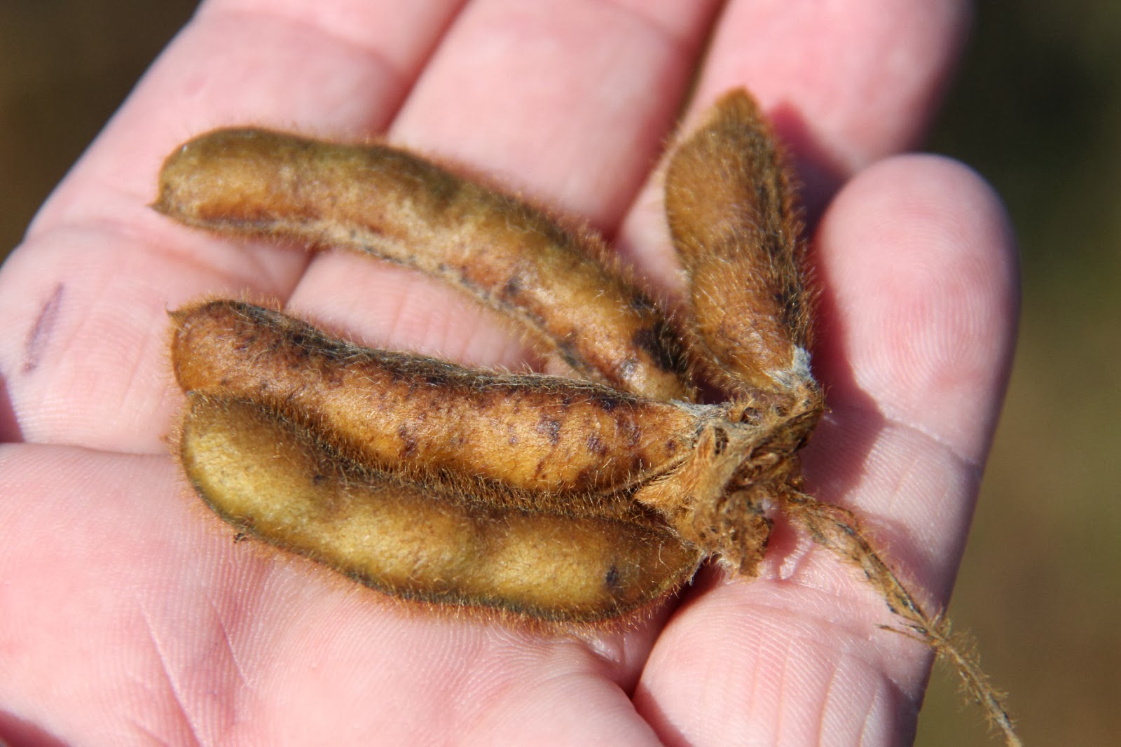 Grain Crops Update Freeze Damage to Soybeans and Harvest Options