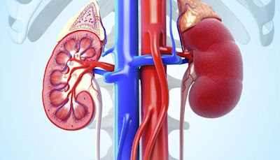 Como prevenir e tratar doenças renais? Como prevenir e tratar doenças renais?