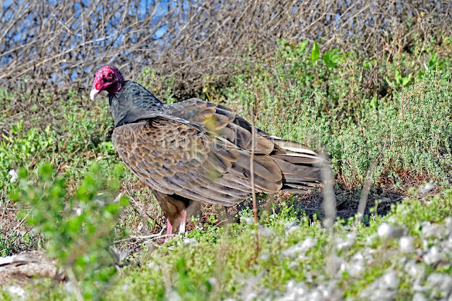 Turkey Vulture guarding prey Turkey Vulture guarding prey
