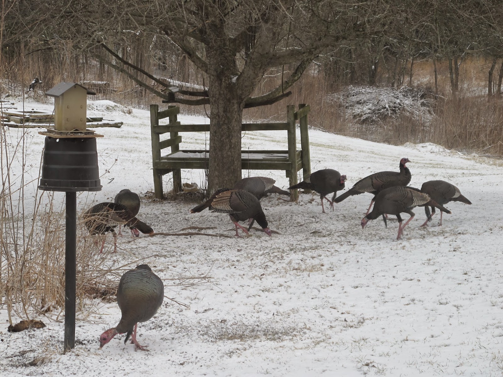 Blue Jay Barrens Feeder Birds