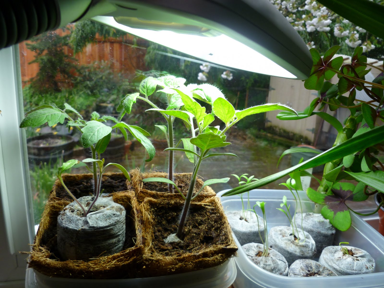Daniel's Pacific NW Garden Tomato seedling progress report.
