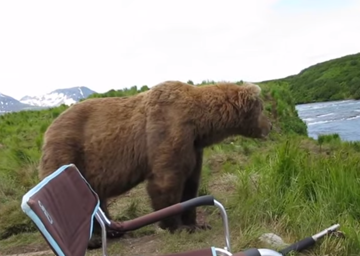He walks over, surveys what’s going on down at the riverbed… - A Brown Bear Sat Down Right Next To Him While He Filmed It All! He walks over, surveys what’s going on down at the riverbed… - A Brown Bear Sat Down Right Next To Him While He Filmed It All!