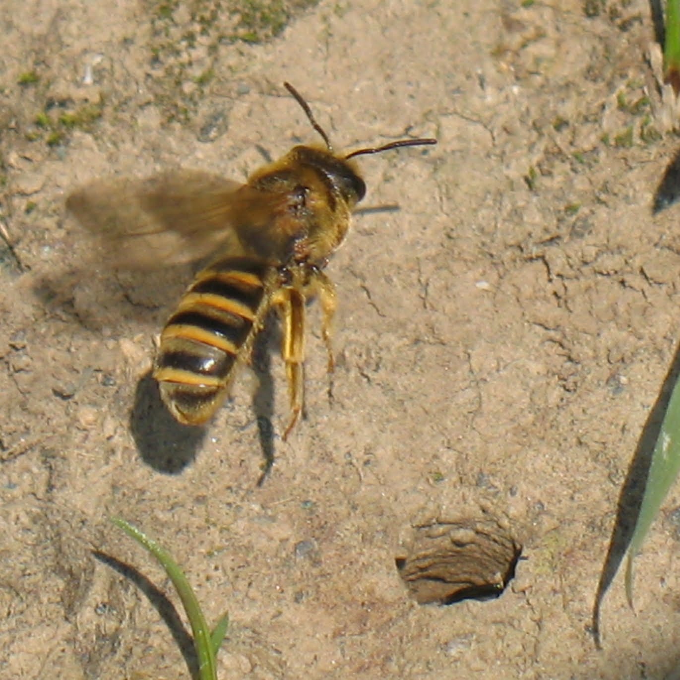 Die tonbauenden HymenopterenArten Weilmuensters Hymenopteren