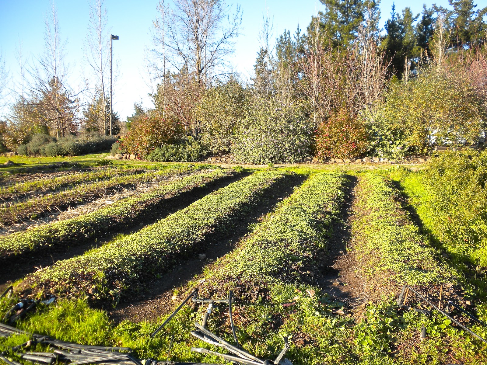 the girl & the fig farm project: The Garden's Plan