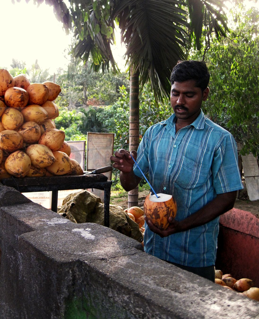 Stock Pictures Coconut water vendor in India