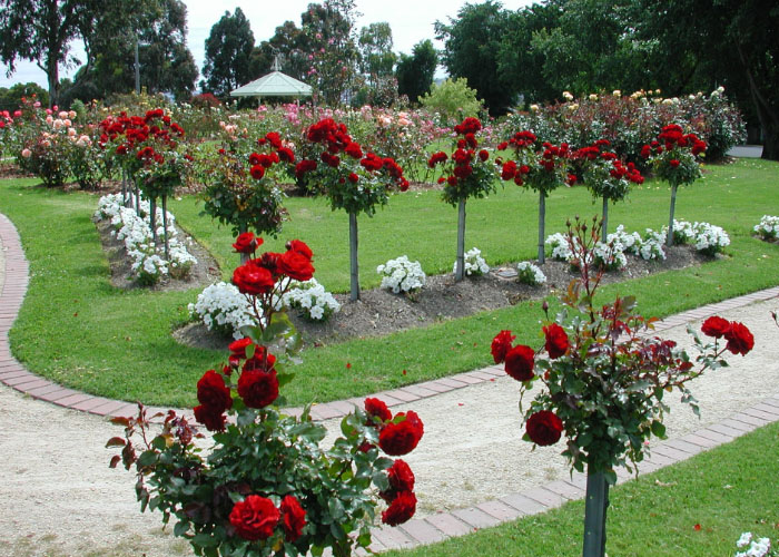 Gambar Harga Tiket Masuk Taman Sakura Kebun Raya Cibodas ...