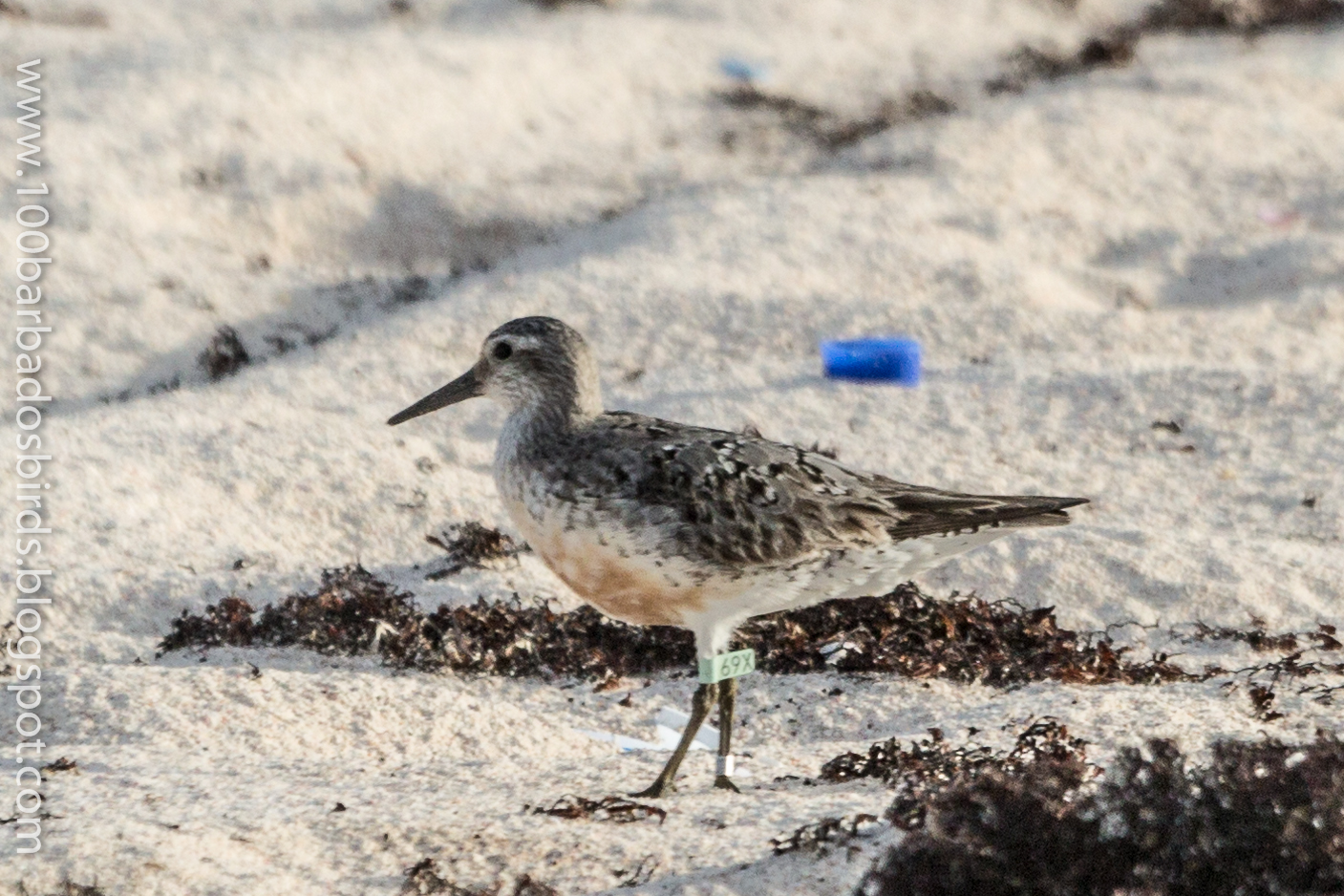 Birds of Barbados Banded Birds 2016