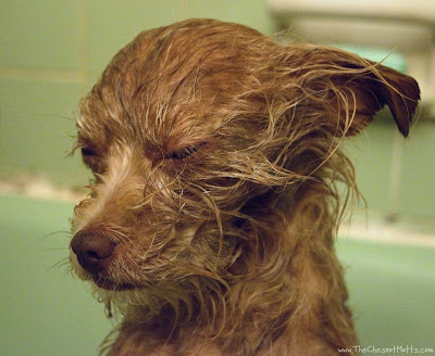 Bailey and BVH Pet Care Premium Dog Shampoo & Conditioner