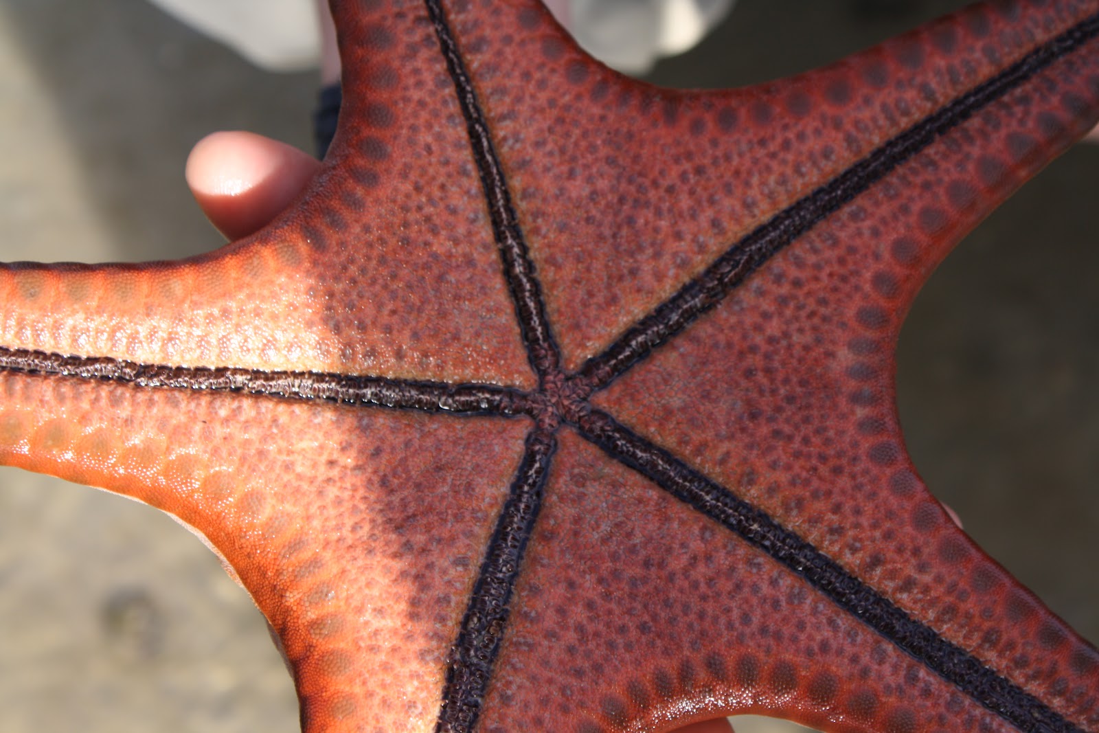 Marine Biology: Protoreaster nodosus