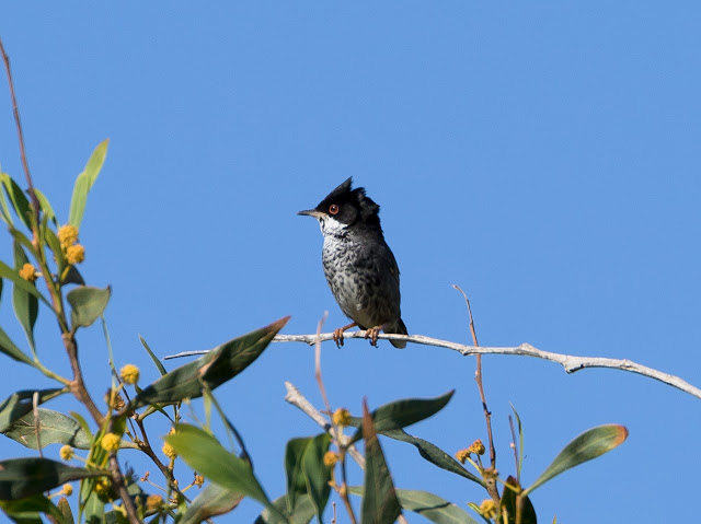 Cyprus Warbler - Cape Greco, Cyprus Cyprus Warbler - Cape Greco, Cyprus