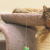 How to Train a Cat to Use a Scratching Post: Useful Tips