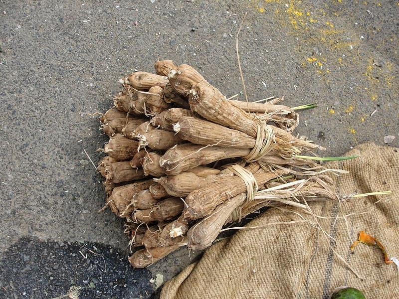 பனை மரம் மருத்துவ பயன்கள் ஔசதம் OWSHADHAM