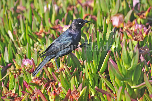 Brewer Blackbird, hopping on ICE Lily Brewer Blackbird, hopping on ICE Lily
