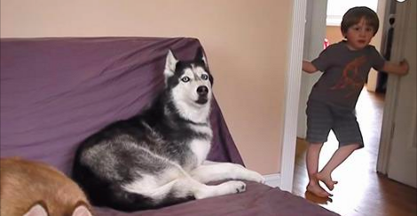 Les parents demandent à leur fils ce qu’il veut manger. la façon dont le chien répond est complètement fou.