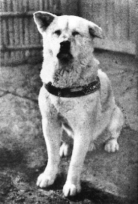 Hachiko perro historia