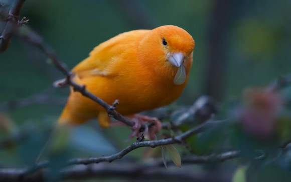 Domestic Canary | THE NATURE OF THE WORLD