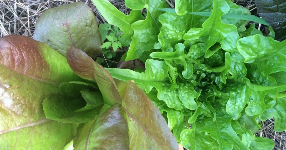 Our Permaculture Life Grow Your Own Healthy Salad Garden Simple