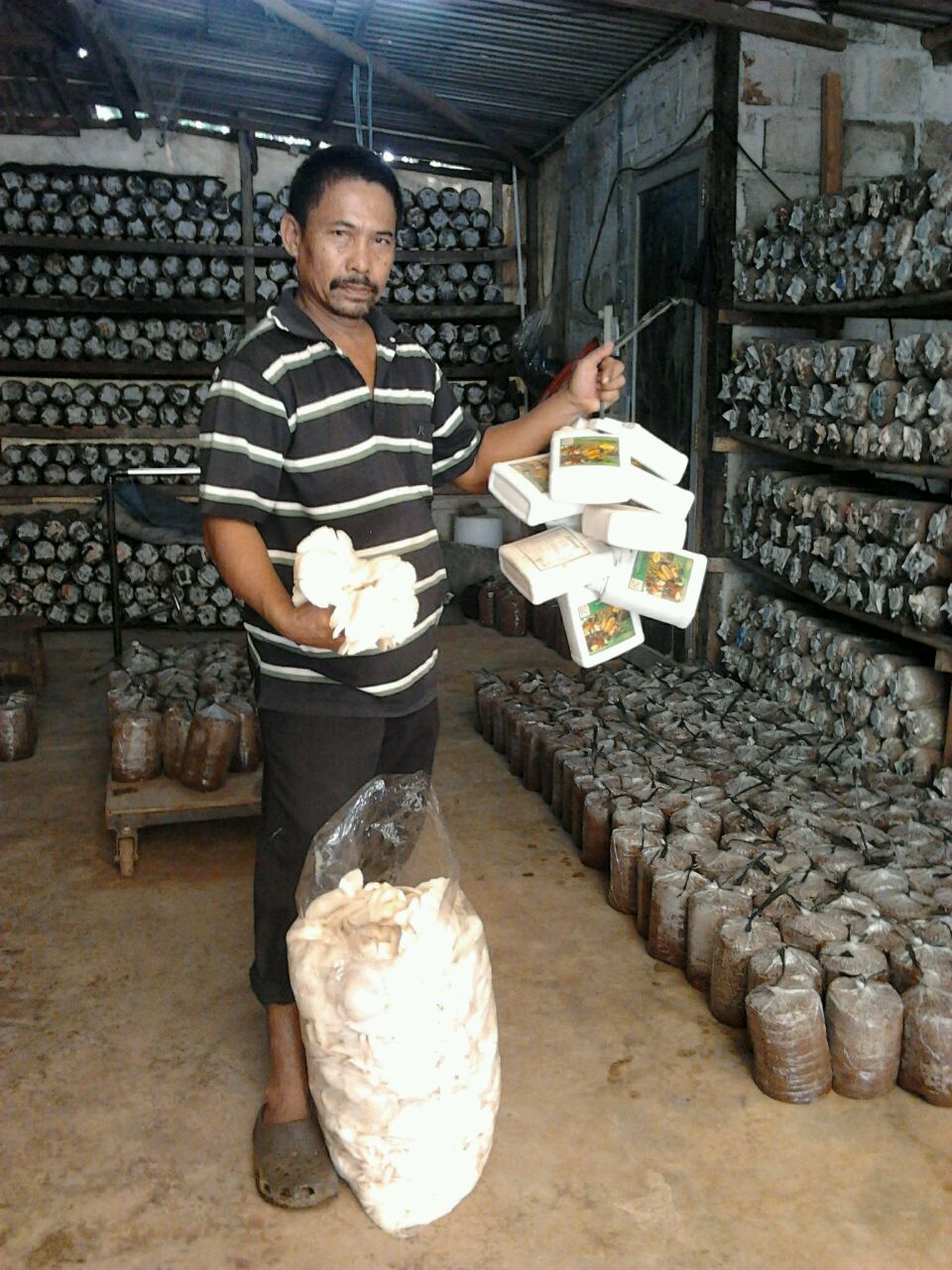 pupuk hayati cair k bioboost aplikasi bioboost pada pupuk hayati cair k bioboost aplikasi bioboost pada
