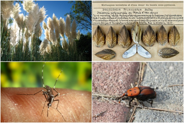que son las especies exoticas invasoras hierba de la pampa mejillon cebra mosquito tigre picudo rojo