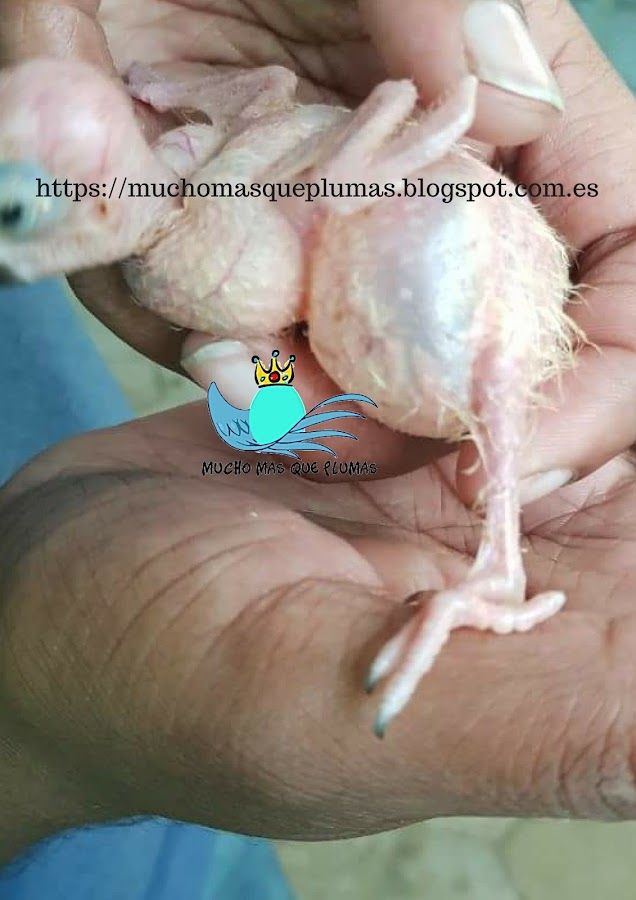 ruptura de sacos aereos en aves, 9 sacos aéreos, ruptura saco aereo cervical