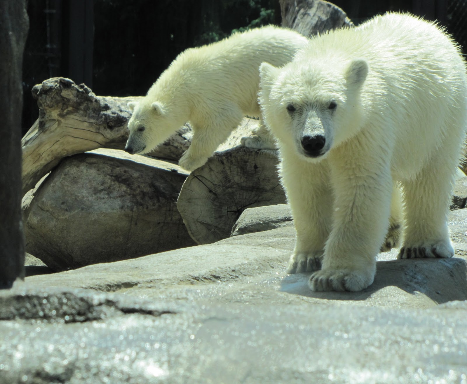 My friend bear. Лондонский зоопарк белый медведь. Let's go to the Zoo Polar Bear.