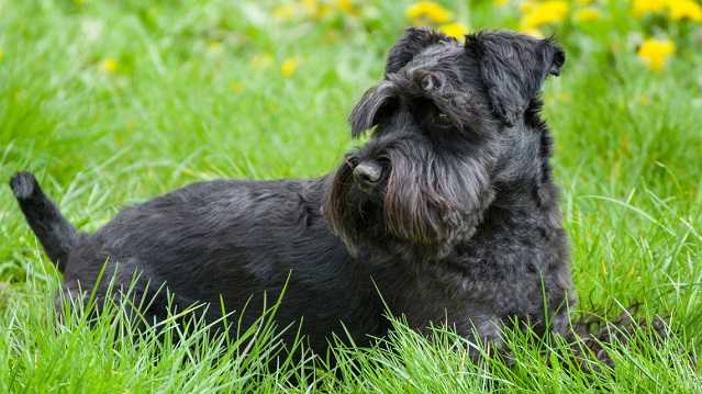 Schnauzer Schnauzer