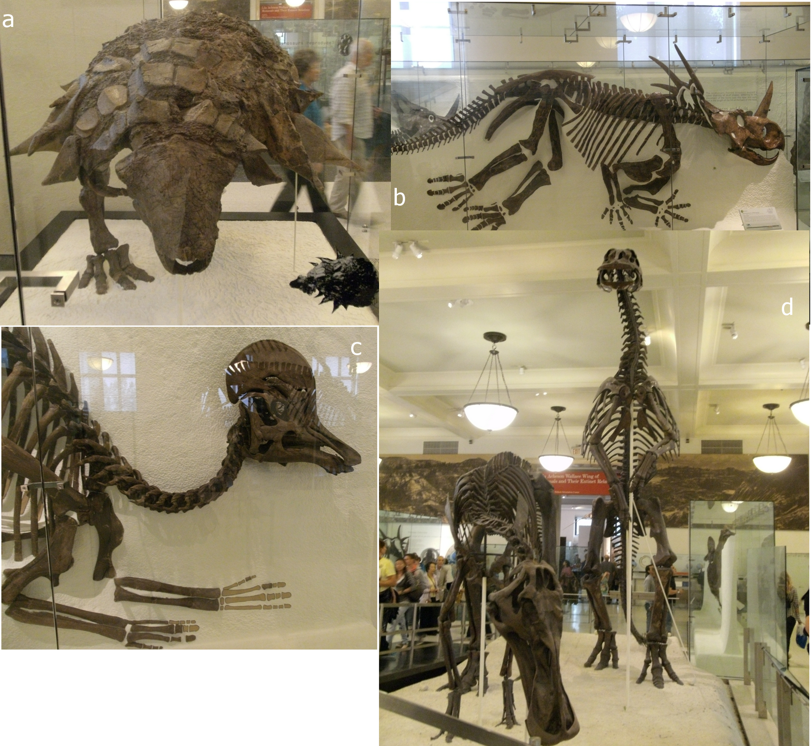 Evolutionary Palaeobiology September 2012
