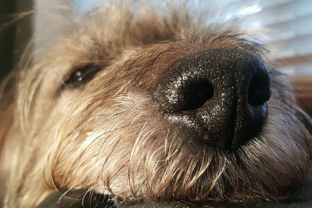 border terrier border terrier