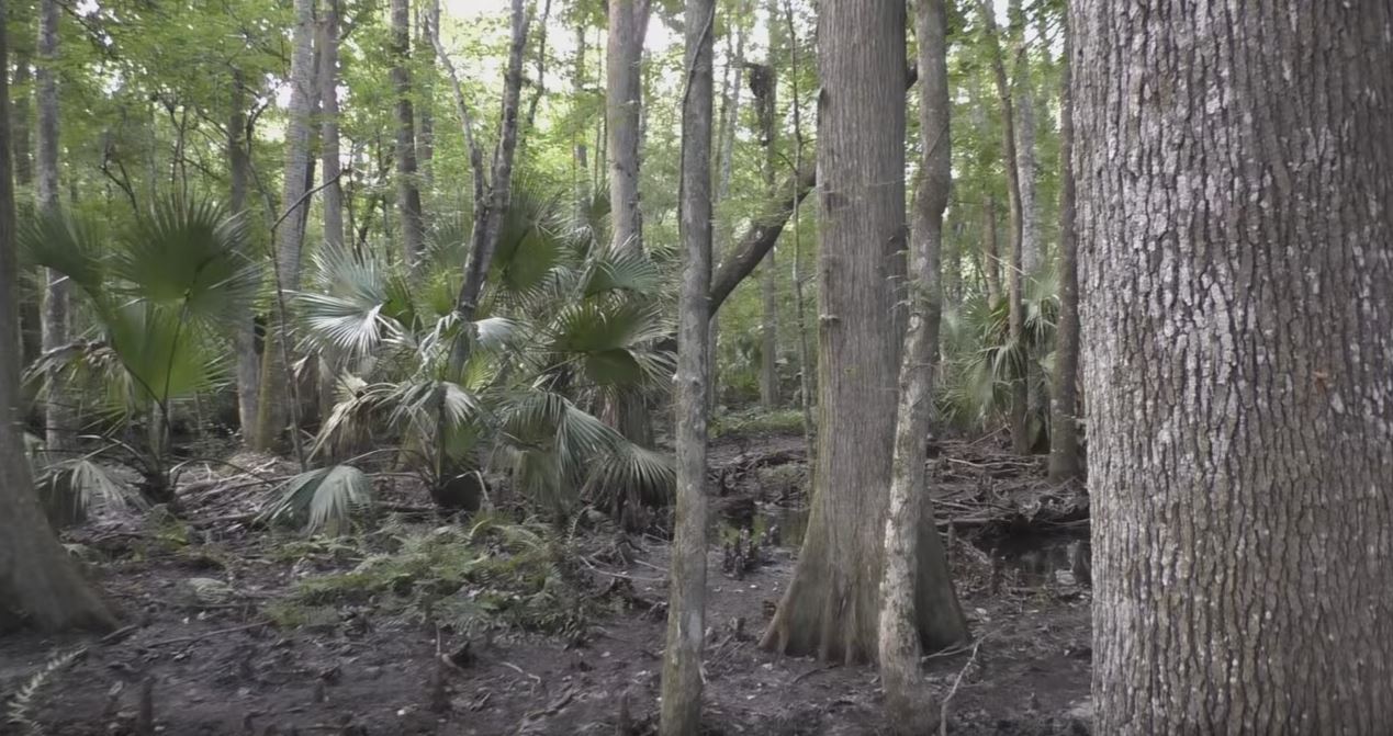 Florida Bigfoot Group Captures Strange Audio