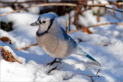 jay birds bird jays wild bluey flying toronto