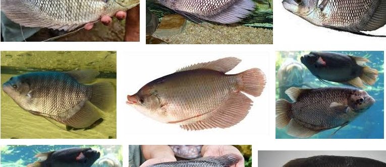 Prospek Bisnis Ikan Gurami Akan Selalu Menguntungkan
