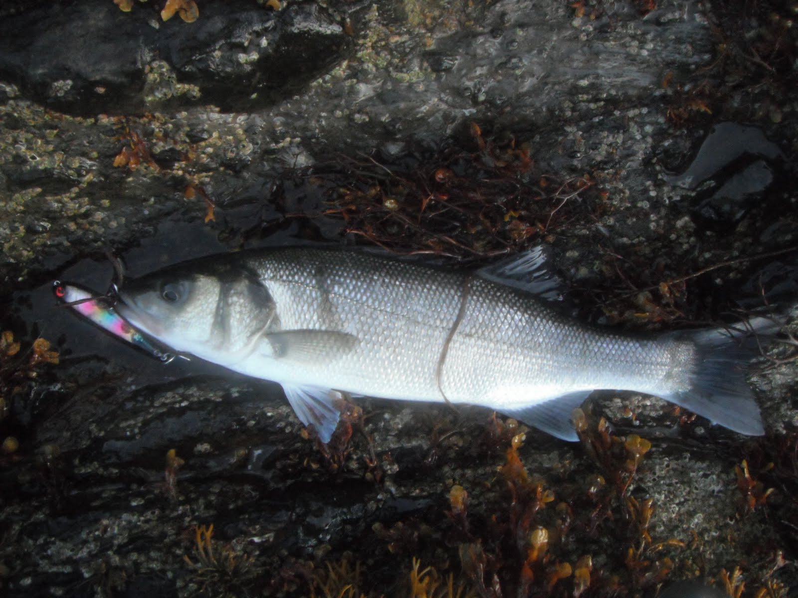 South East Lure Angling Bas off the top and some Lrf.....