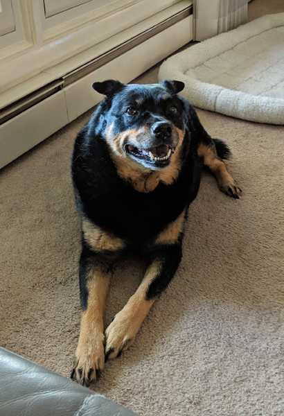 image of Zelda the Black and Tan Mutt lying in the living room, looking at the camera, grinning