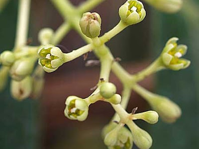 Fiori Cinnamomum zeylanicum Fiori Cinnamomum zeylanicum
