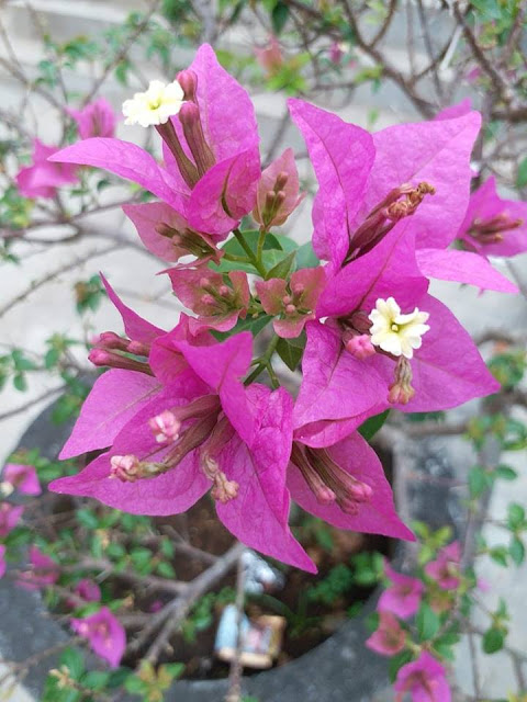 Purple Bougenville Flower
