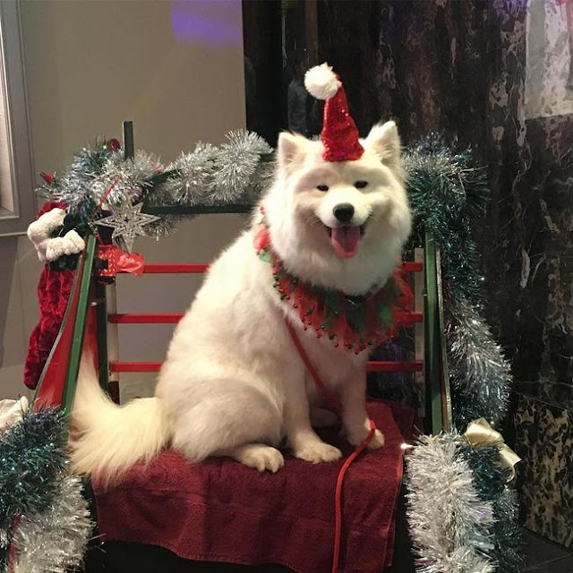 Chú chó "cosplay" tuần lộc đáng yêu nhất mùa Giáng sinh