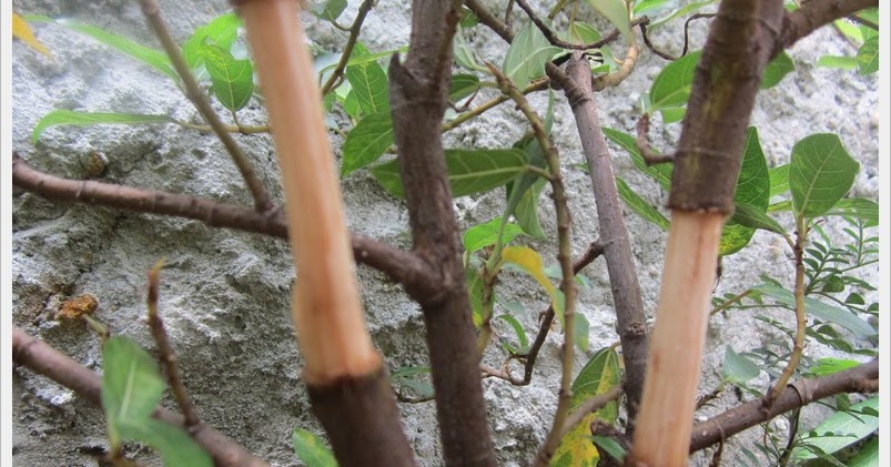 Kegunaan komputer: Cara mencangkok tanaman agar cepat tumbuh akarnya 4