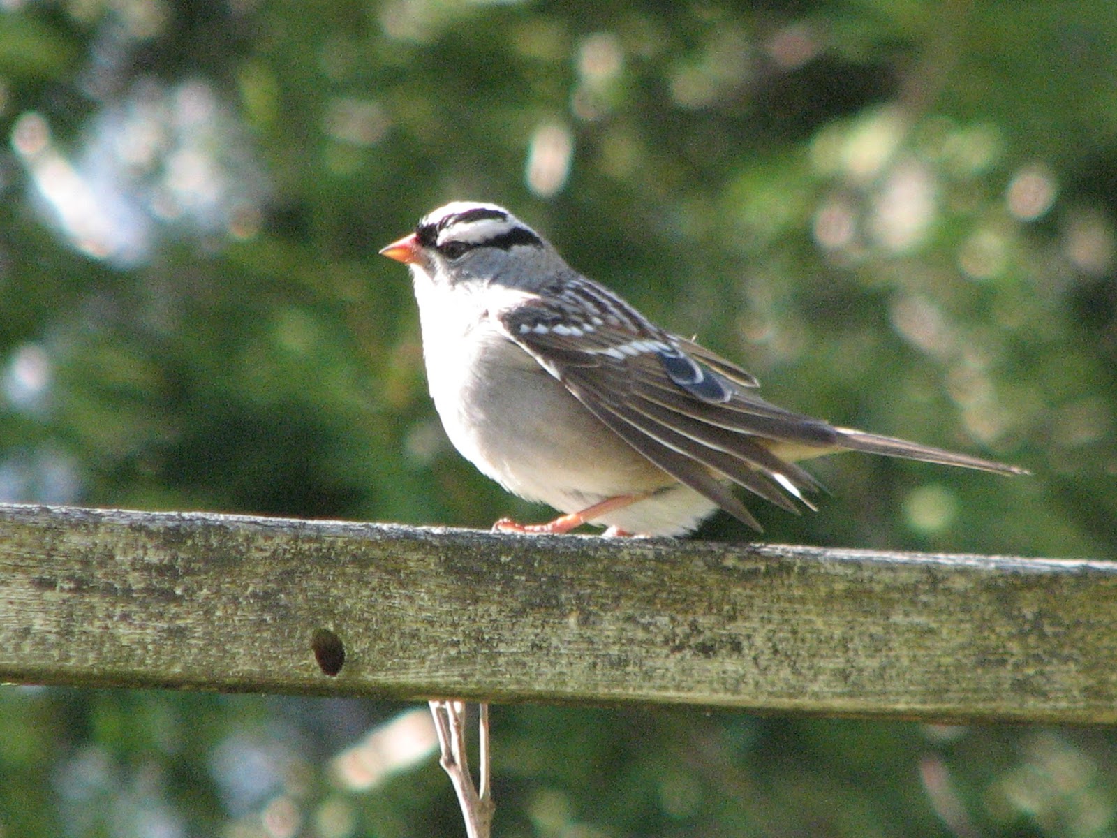 South Burlington birds Whitethroated Sparrow photos South