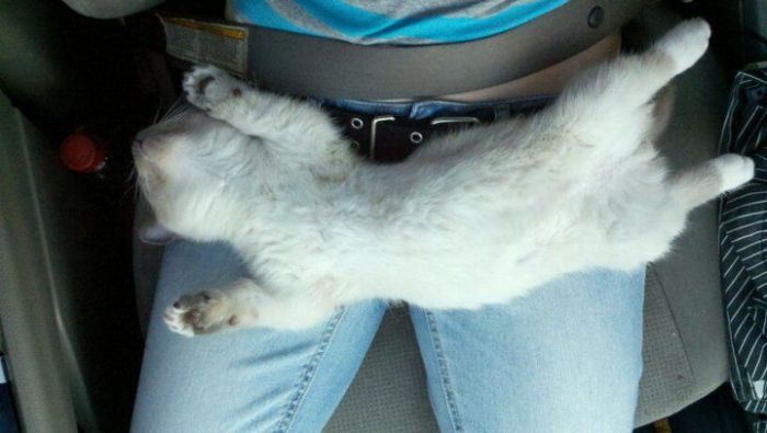 Cute Kucing Tidur Nyenyak Kereta 5 Gambar