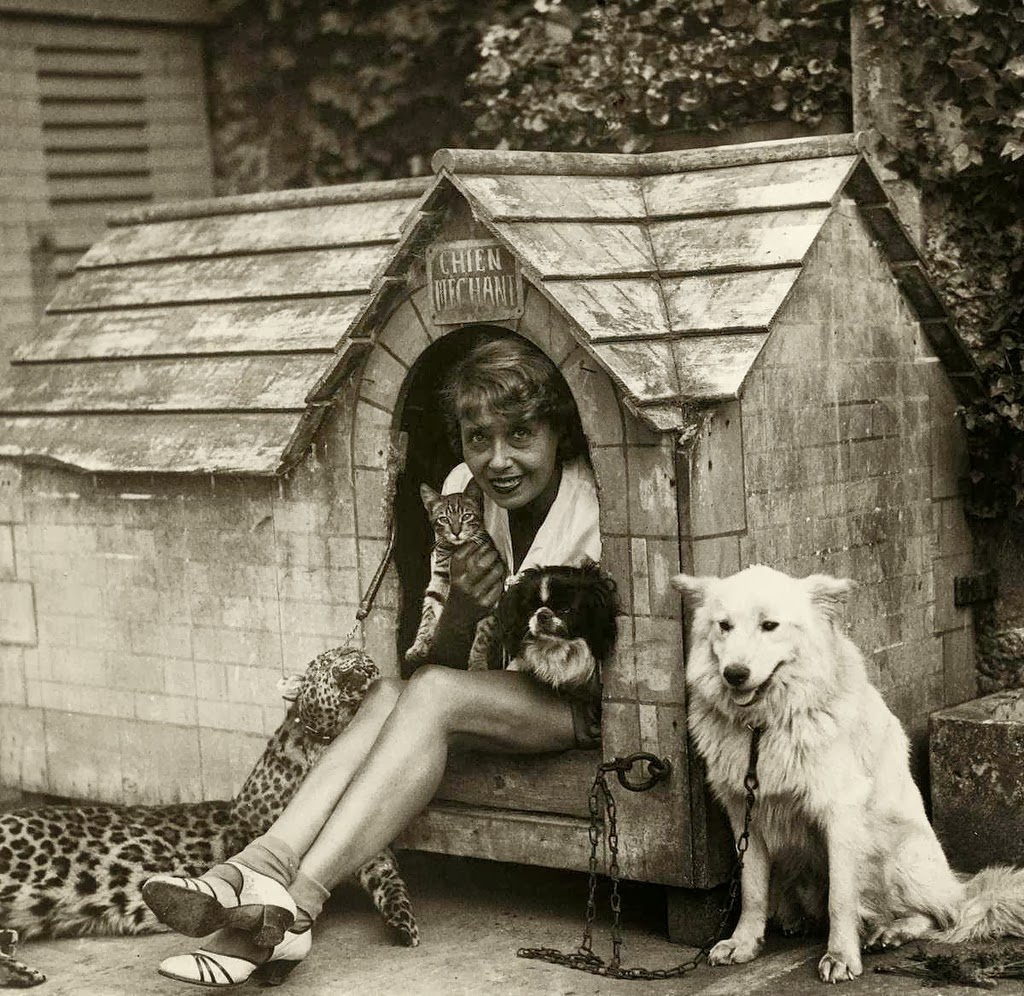 Vintage Photos of Cats From the 1950s Vintage Everyday