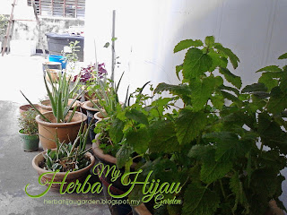 Permulaan untuk projek herba di www.herbahijaugarden.blogspot.my