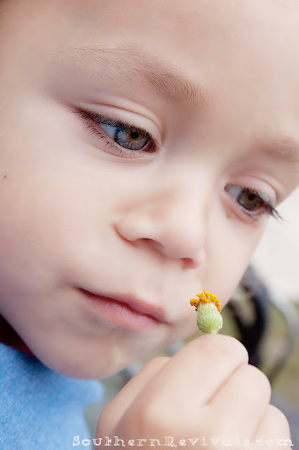 Southern Revivals | How to Create Stunning Fall & Winter Arrangements for Free