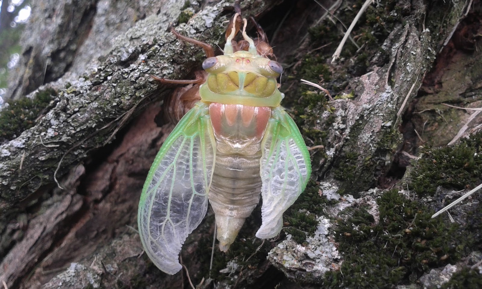 Murray & Candace's Adventures Cicada hatching...